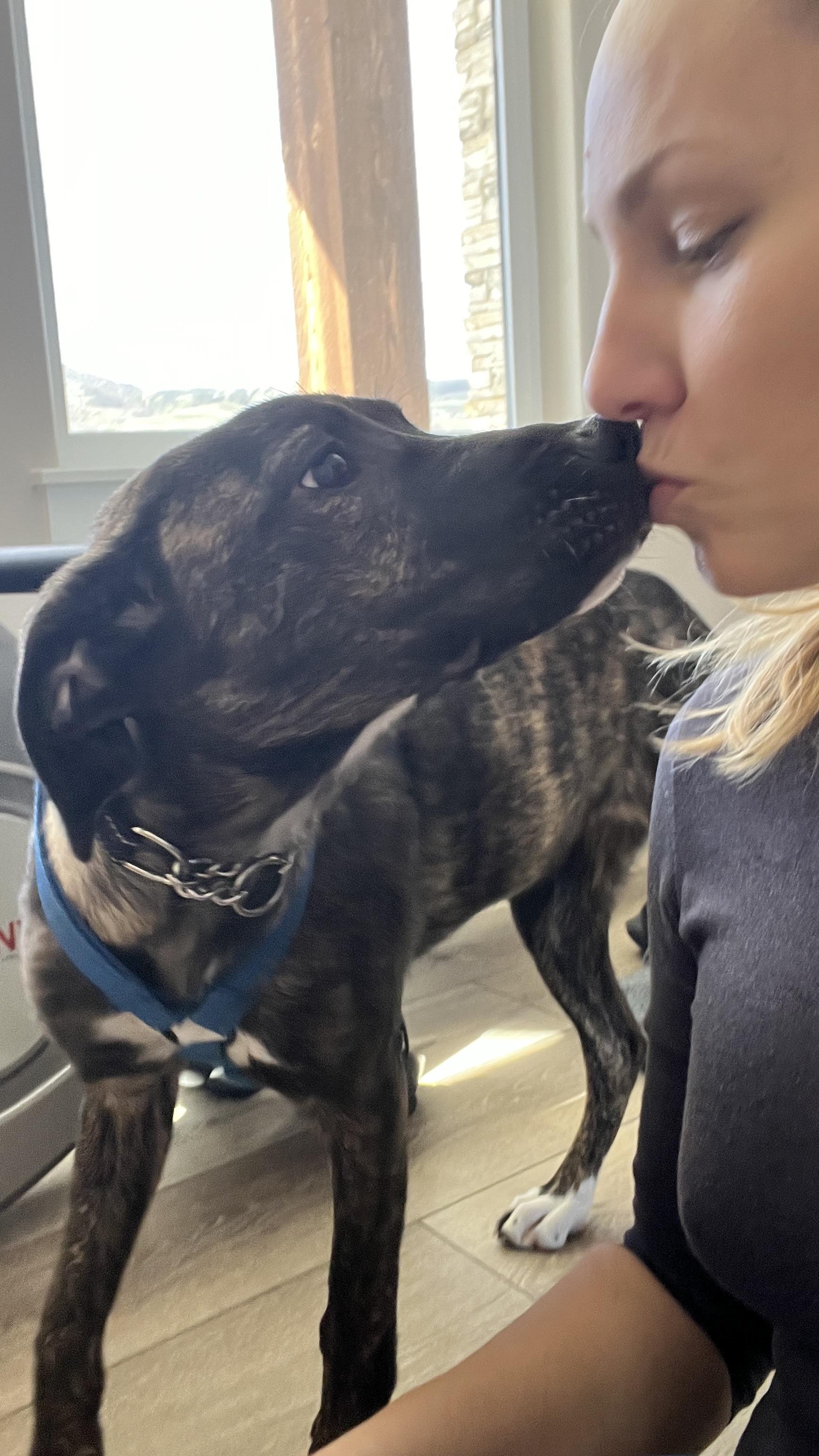 Enlarge Teddy, a ADOPTABLE mixed breed in Boise, ID image 4/5