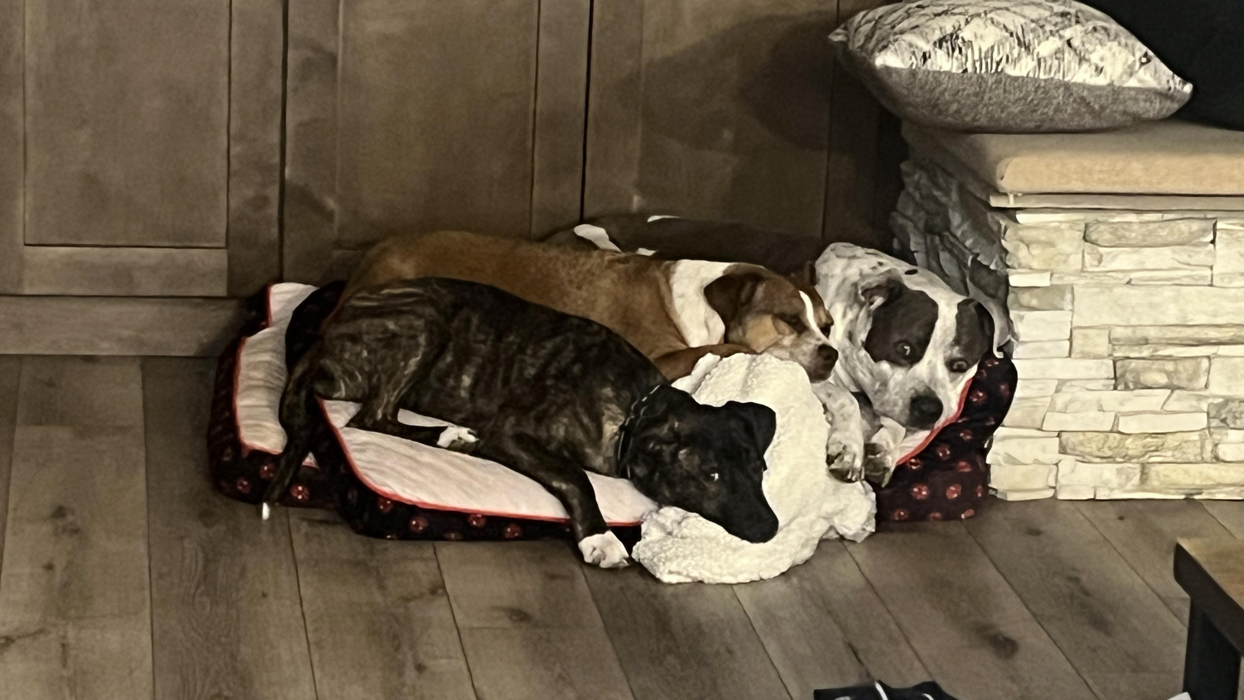 Enlarge Teddy, a ADOPTABLE mixed breed in Boise, ID image 5/5