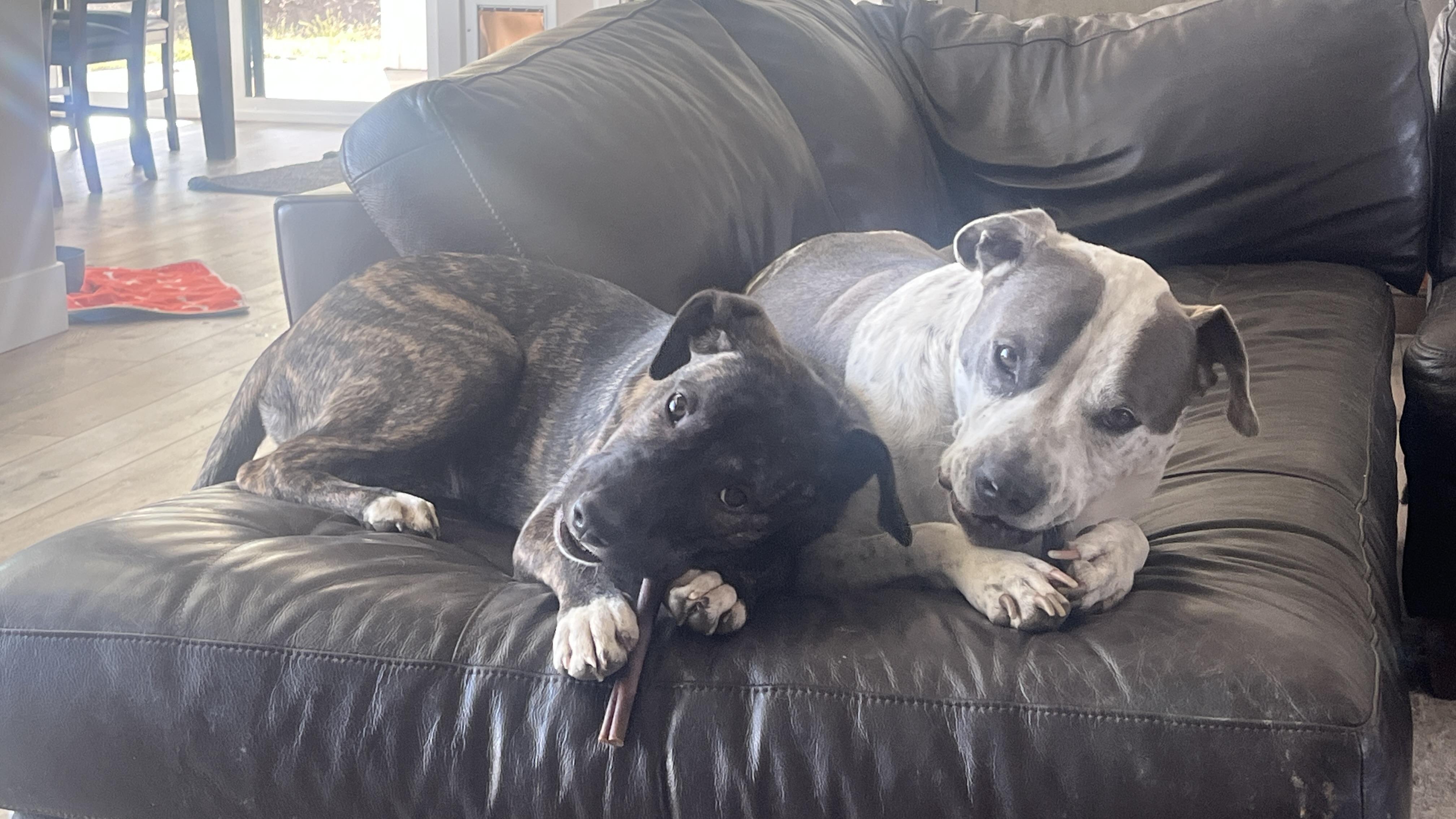 Enlarge Teddy, a ADOPTABLE mixed breed in Boise, ID image 3/5