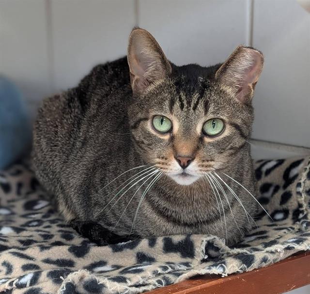 SNIP, Adoptable, Adult Male Domestic Short Hair.