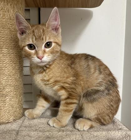 Mandy, Adoptable, Kitten Female Domestic Short Hair & Domestic Short Hair.