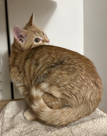 Enlarge Mandy, a Adoptable mixed breed in Wilkesboro, NC image 2/3