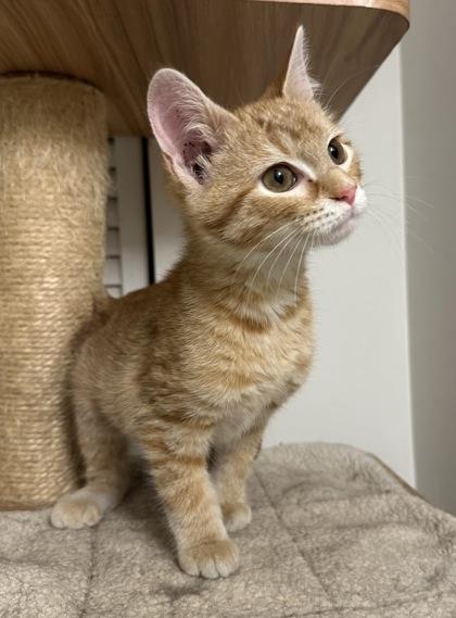 Enlarge Mandy, a Adoptable mixed breed in Wilkesboro, NC image 3/3