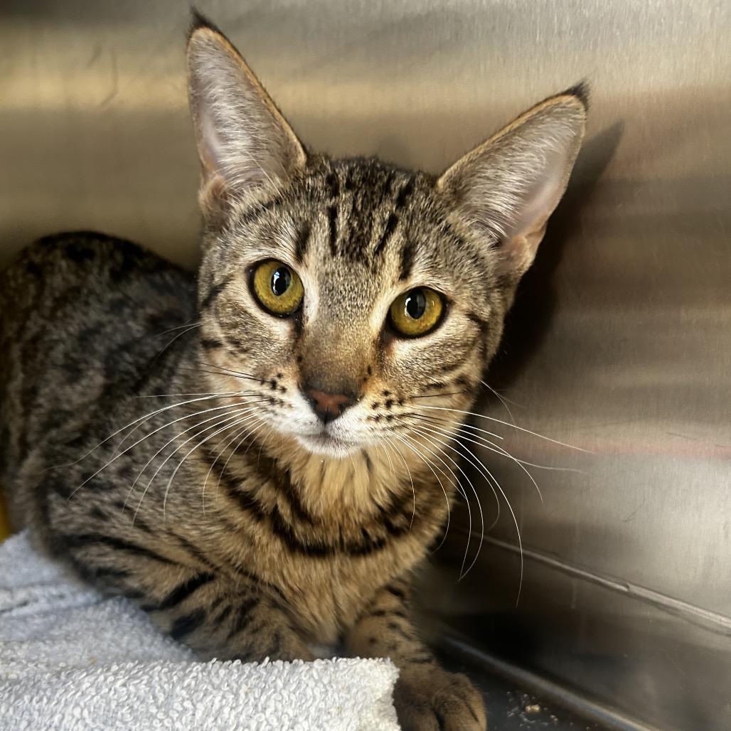 Breezy, Adoptable, Young Female Bengal & Domestic Short Hair.