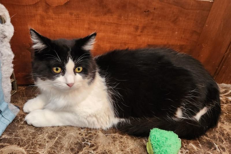 Enlarge Cowboy, a ADOPTABLE Domestic Long Hair in Oklahoma City, OK image 2/3