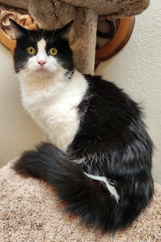 Cowboy, ADOPTABLE, Young Male Domestic Long Hair.