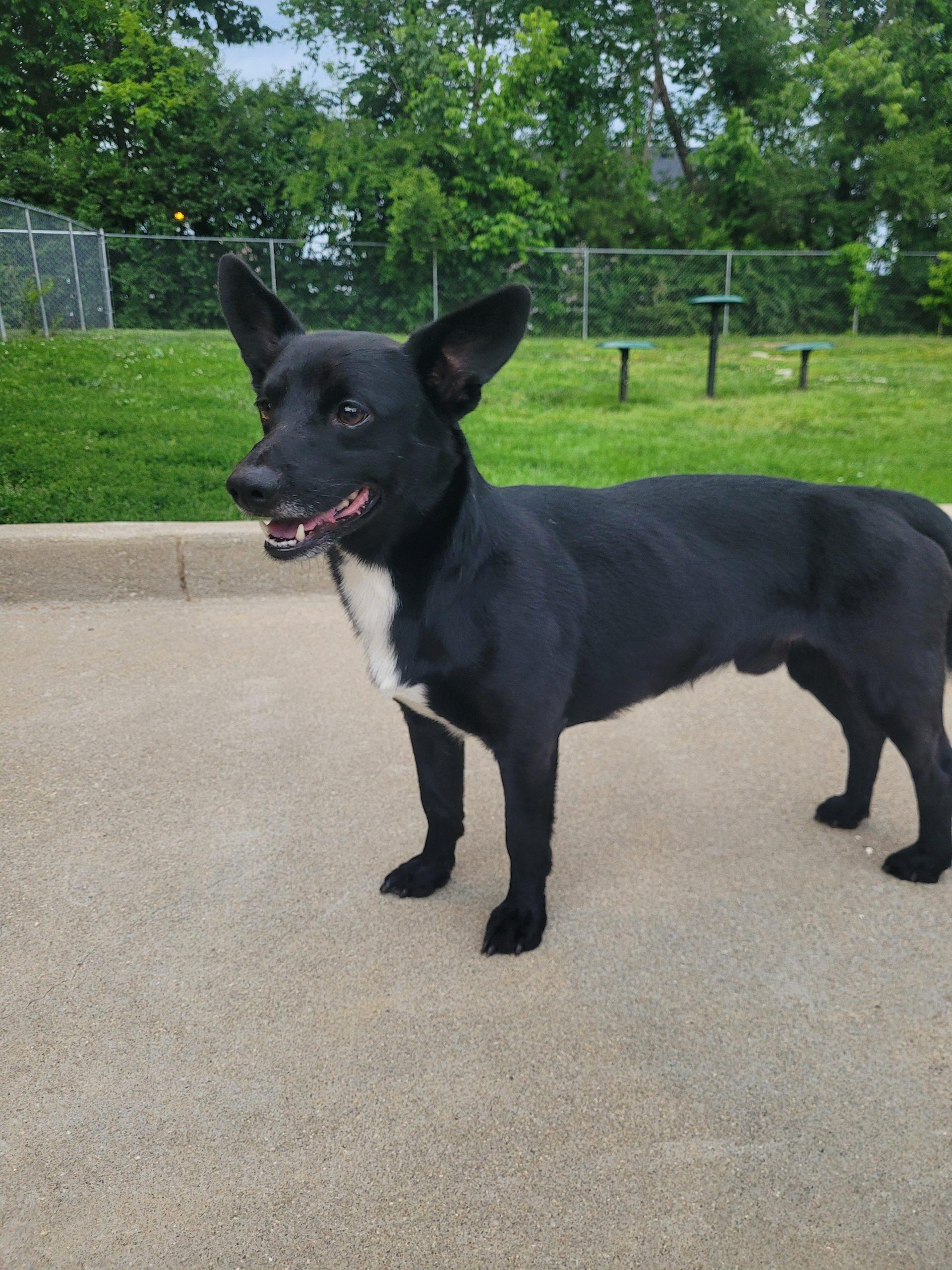 Rizzo 5736 D, Adoptable, Adult Male Corgi & Dachshund.