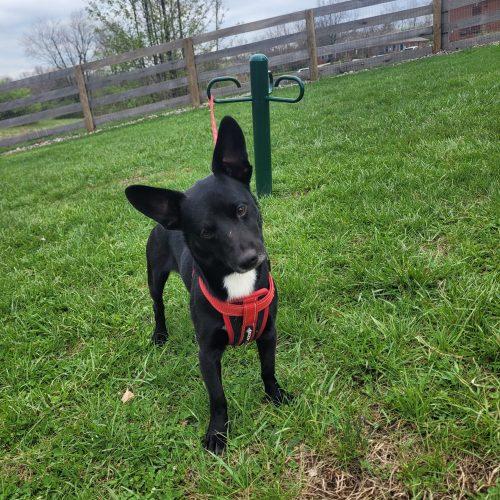 Enlarge Rizzo 5736 D, a Adoptable mixed breed in Frankfort, KY image 2/6