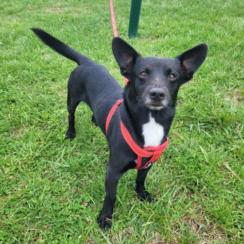 Enlarge Rizzo 5736 D, a Adoptable mixed breed in Frankfort, KY image 3/6