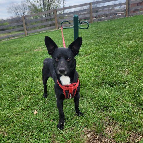Enlarge Rizzo 5736 D, a Adoptable mixed breed in Frankfort, KY image 4/6