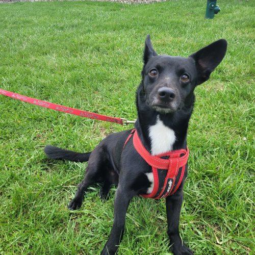 Enlarge Rizzo 5736 D, a Adoptable mixed breed in Frankfort, KY image 5/6