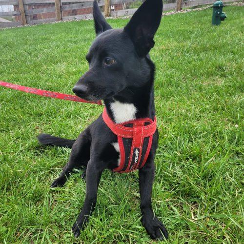 Enlarge Rizzo 5736 D, a Adoptable mixed breed in Frankfort, KY image 6/6