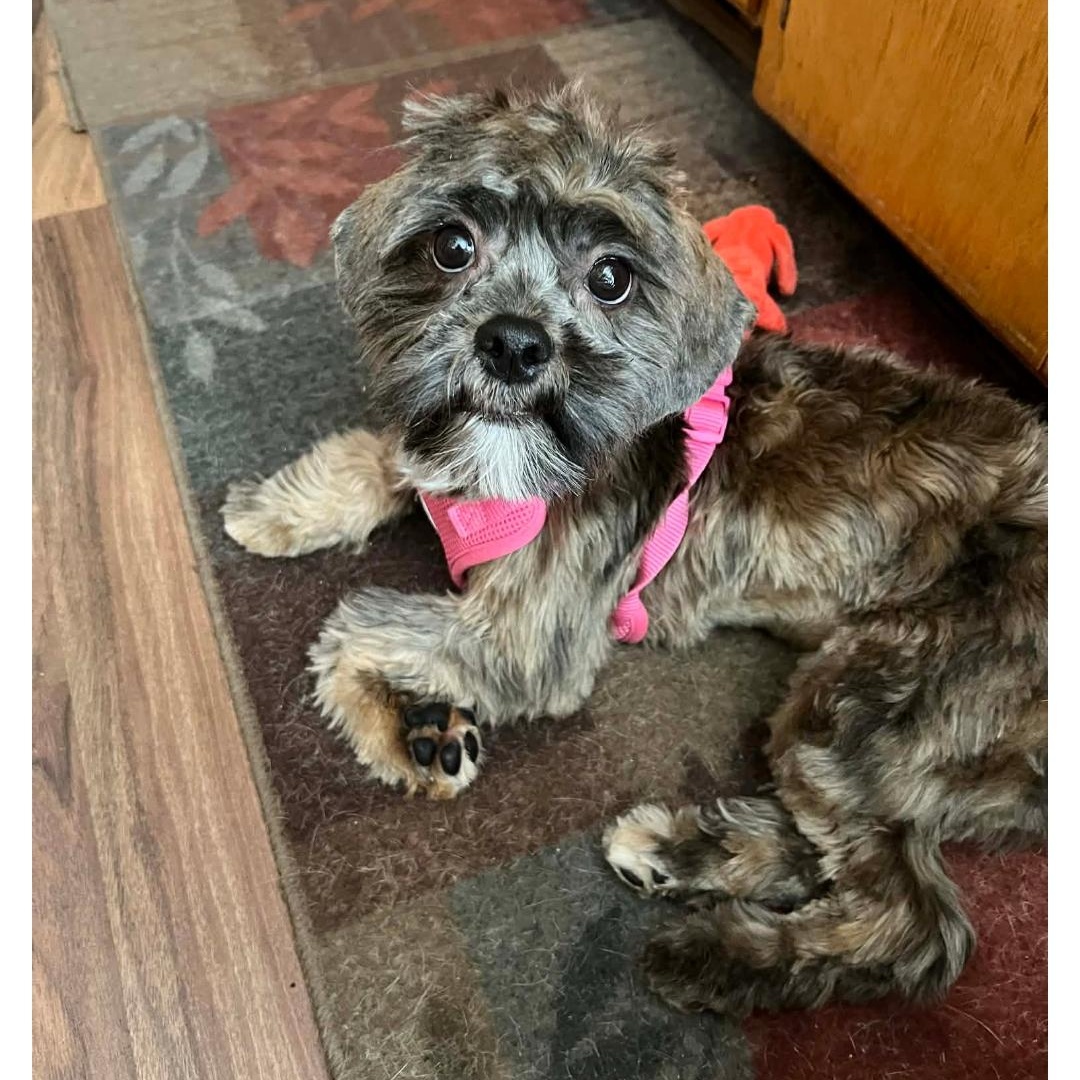 Dolly-* applications pending **no longer accepting applications for this pet, a ADOPTABLE mixed breed in Jamestown, ND image 4/6