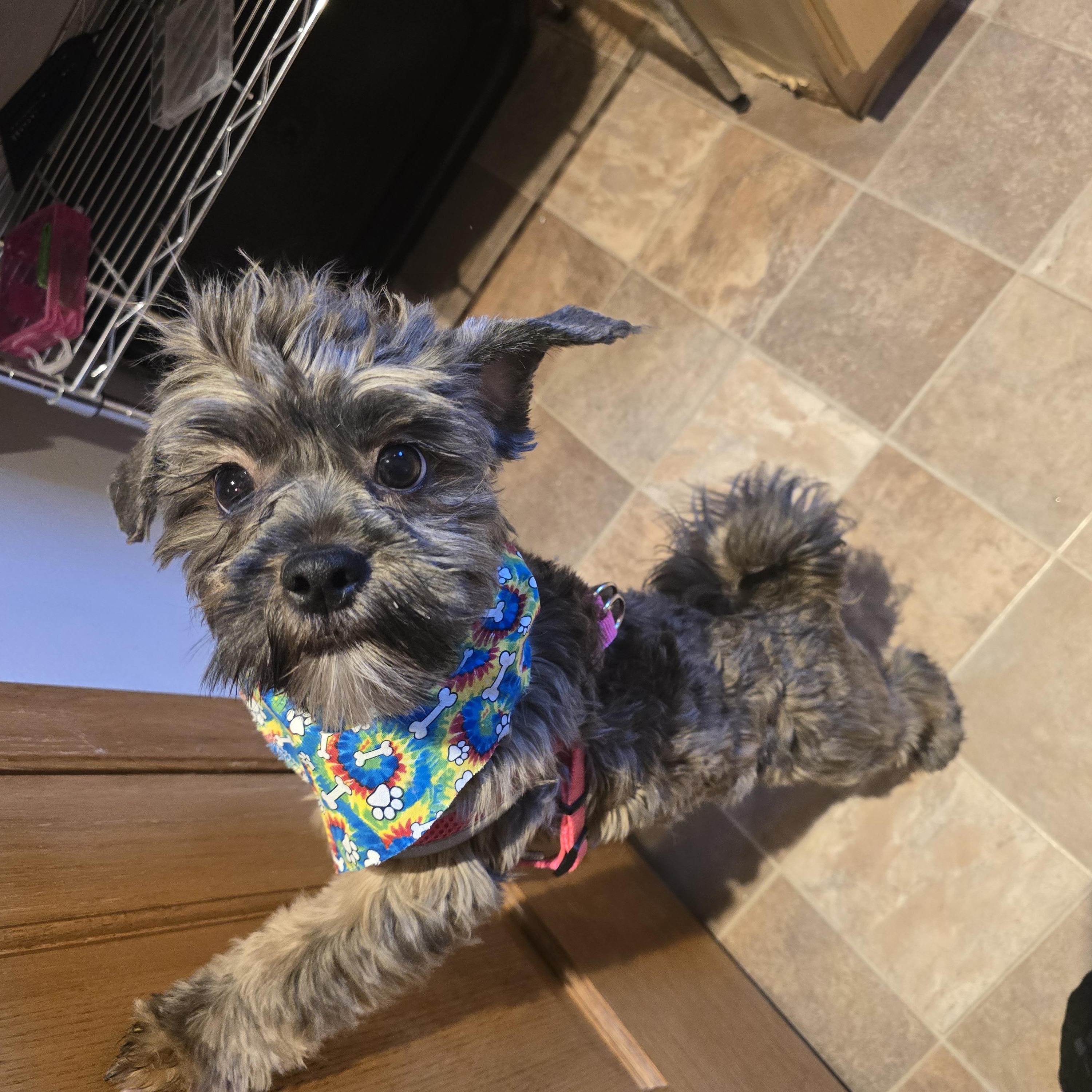 Dolly-* applications pending **no longer accepting applications for this pet, a ADOPTABLE mixed breed in Jamestown, ND image 2/6