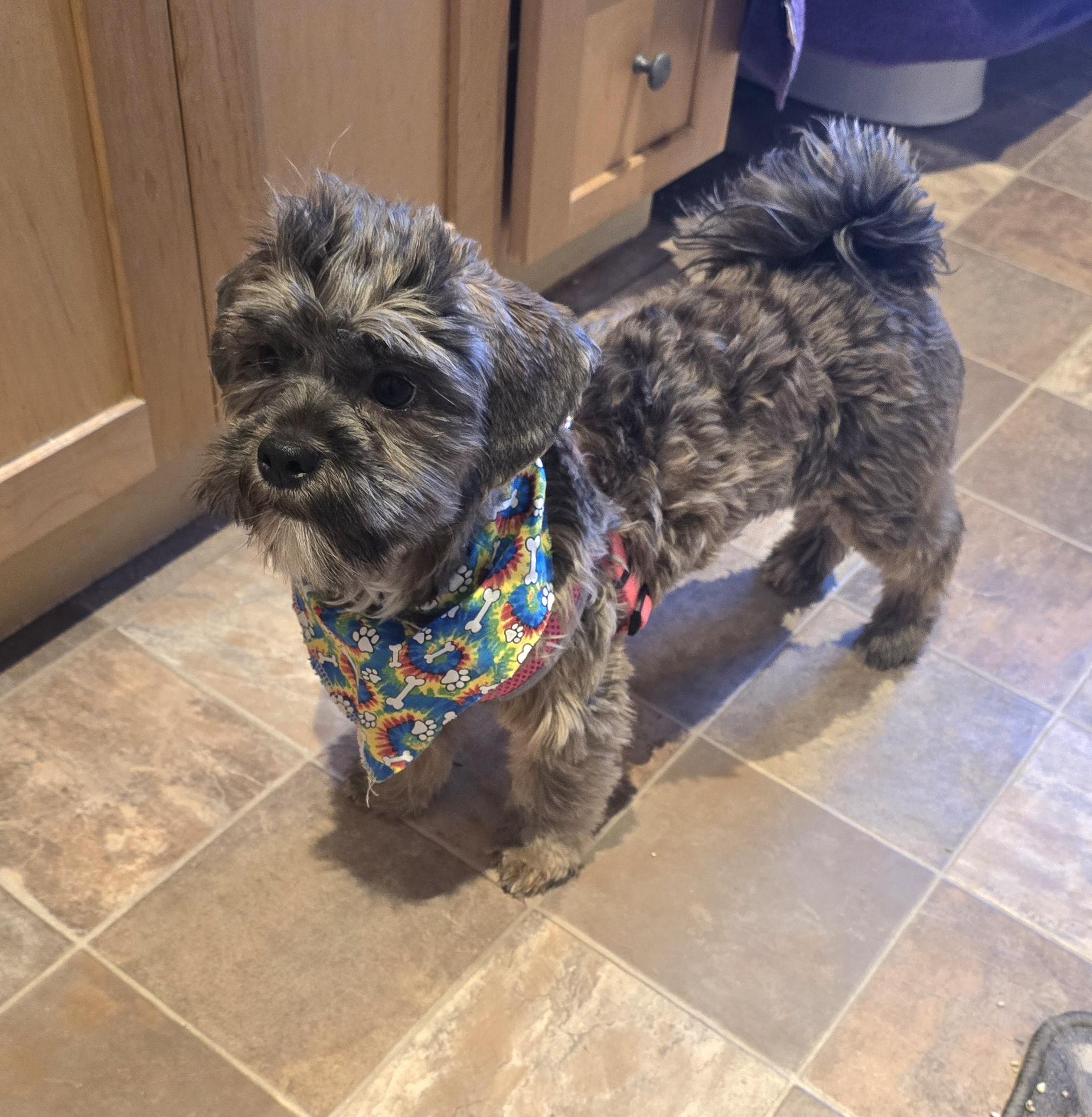 Dolly-* applications pending **no longer accepting applications for this pet, ADOPTABLE, Young Female Shih Tzu & Yorkshire Terrier.