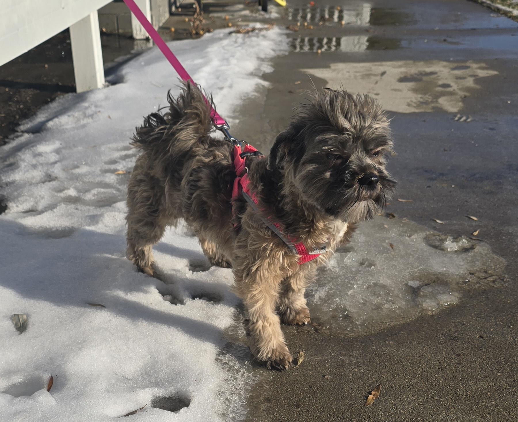 Dolly-* applications pending **no longer accepting applications for this pet, a ADOPTABLE mixed breed in Jamestown, ND image 3/6