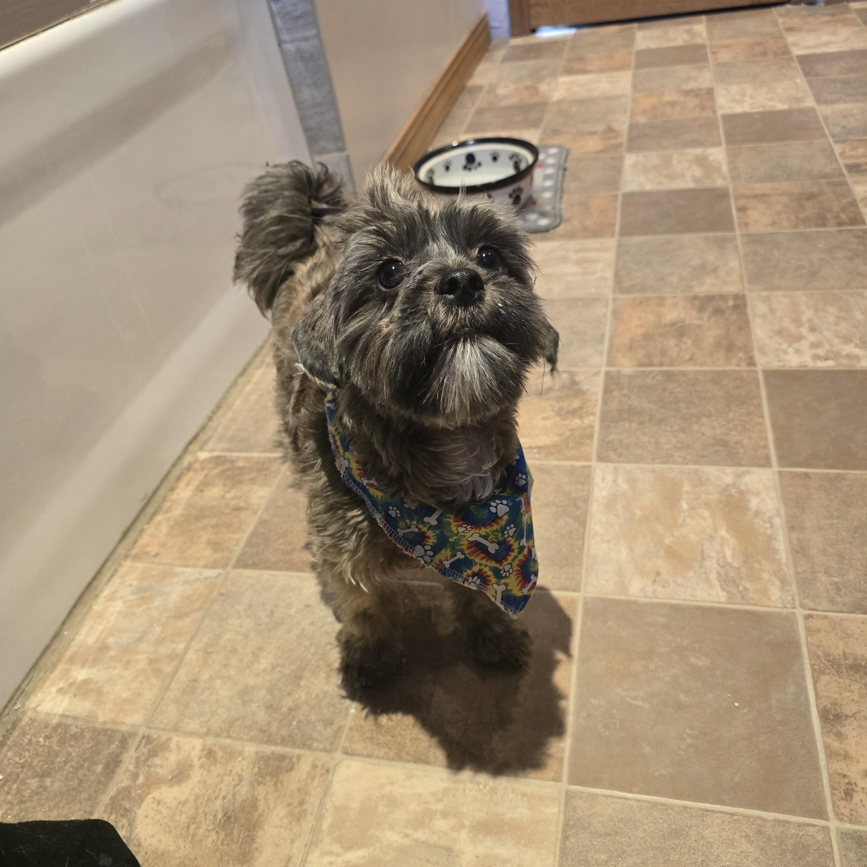 Dolly-* applications pending **no longer accepting applications for this pet, a ADOPTABLE mixed breed in Jamestown, ND image 6/6