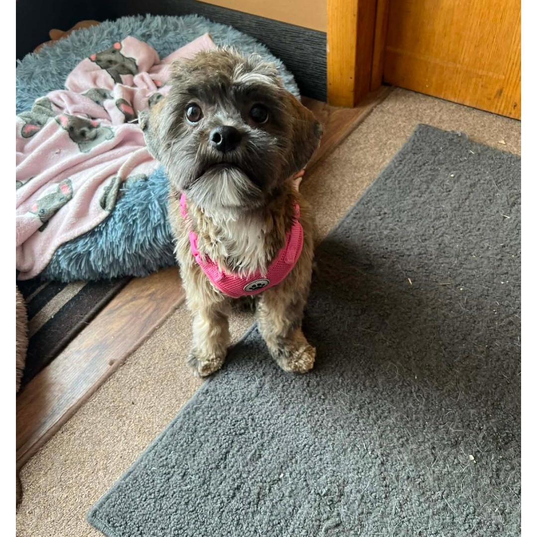 Dolly-* applications pending **no longer accepting applications for this pet, a ADOPTABLE mixed breed in Jamestown, ND image 5/6