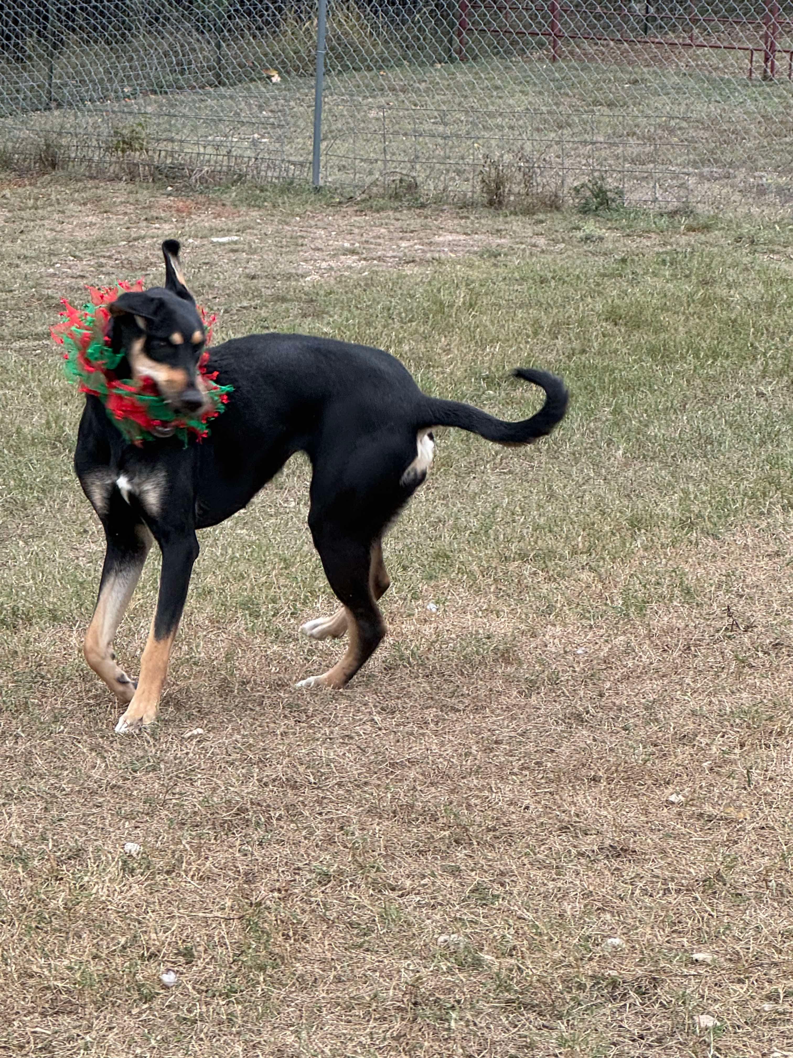 #926.25 - "Stormy", ADOPTABLE, Adult Female Doberman Pinscher.