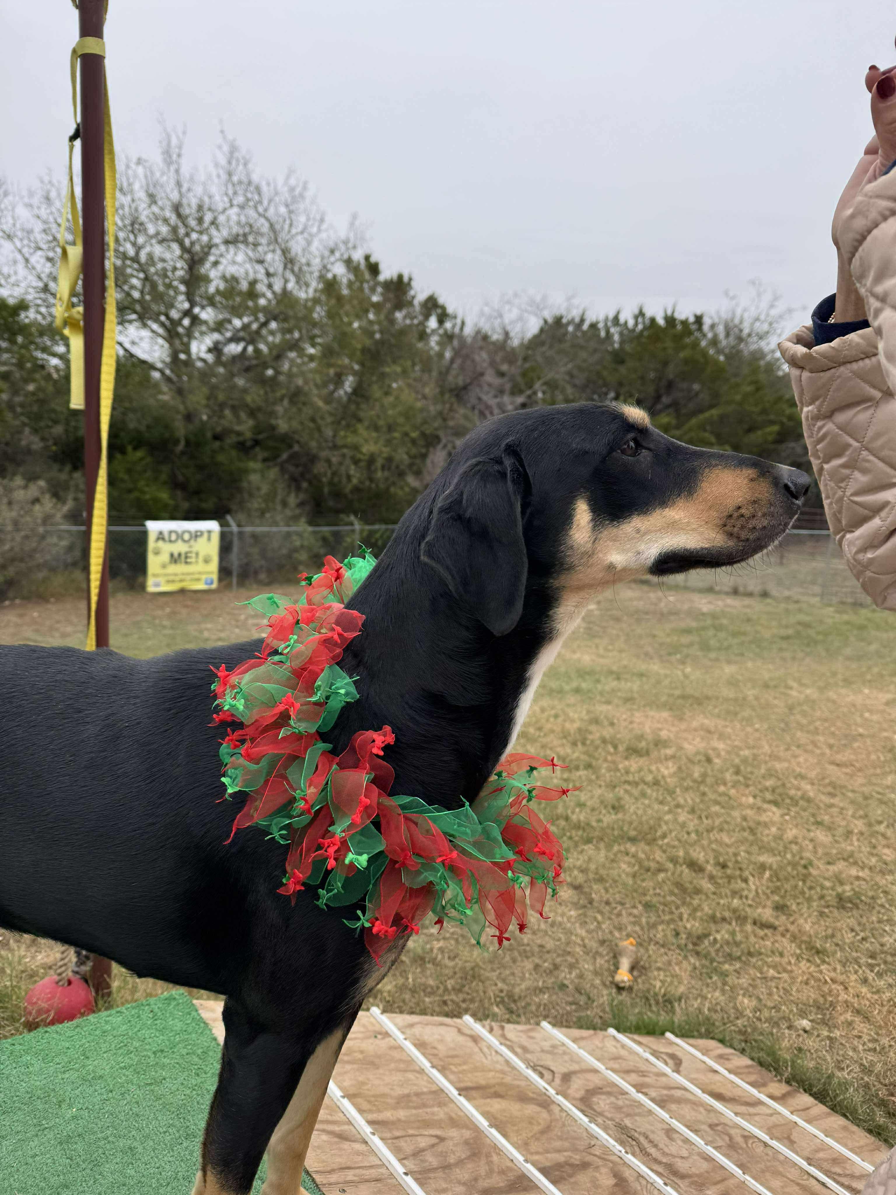 #926.25 - "Stormy", a ADOPTABLE mixed breed in Kerrville, TX image 2/3