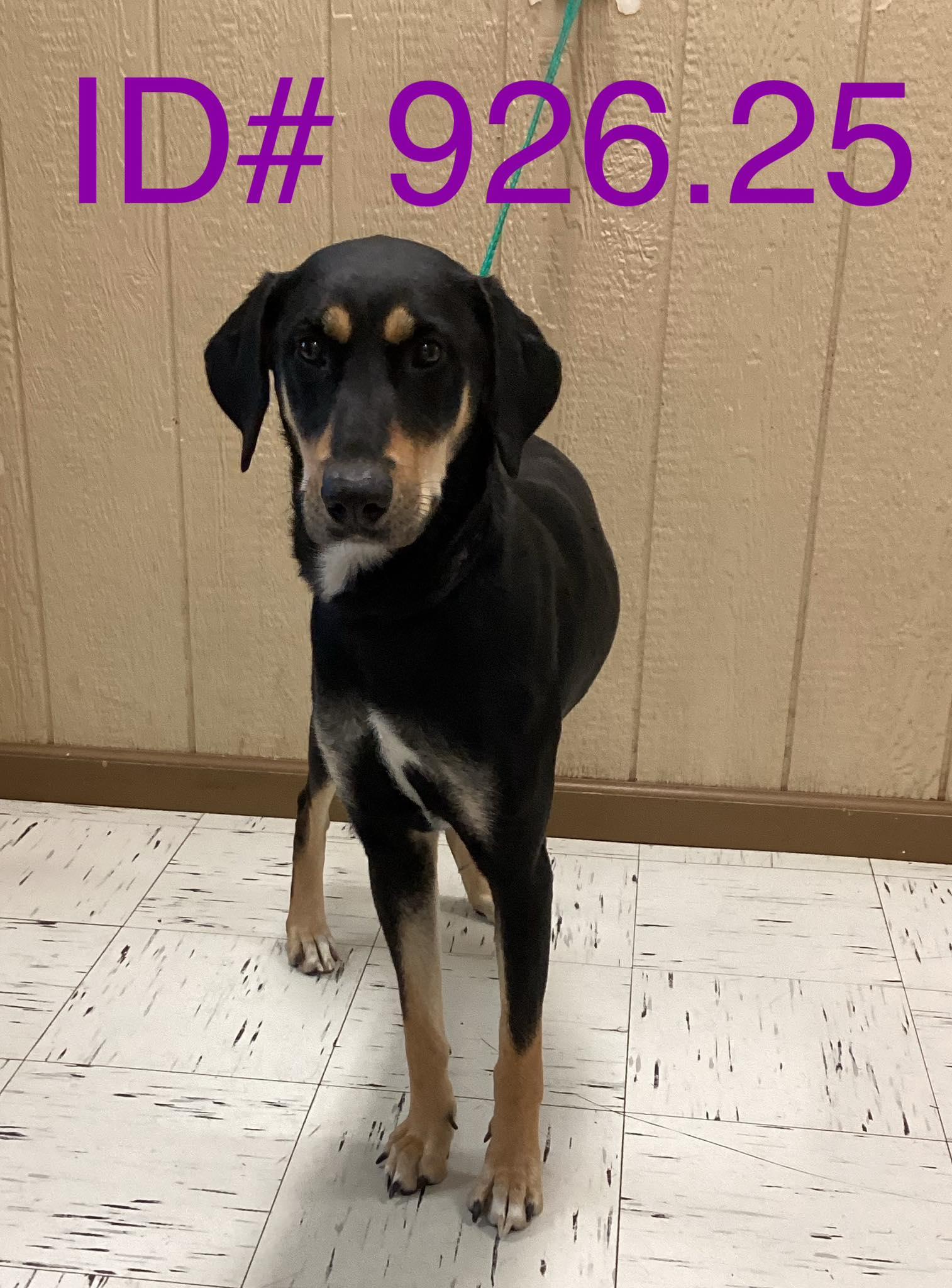 #926.25 - "Stormy", a ADOPTABLE mixed breed in Kerrville, TX image 3/3