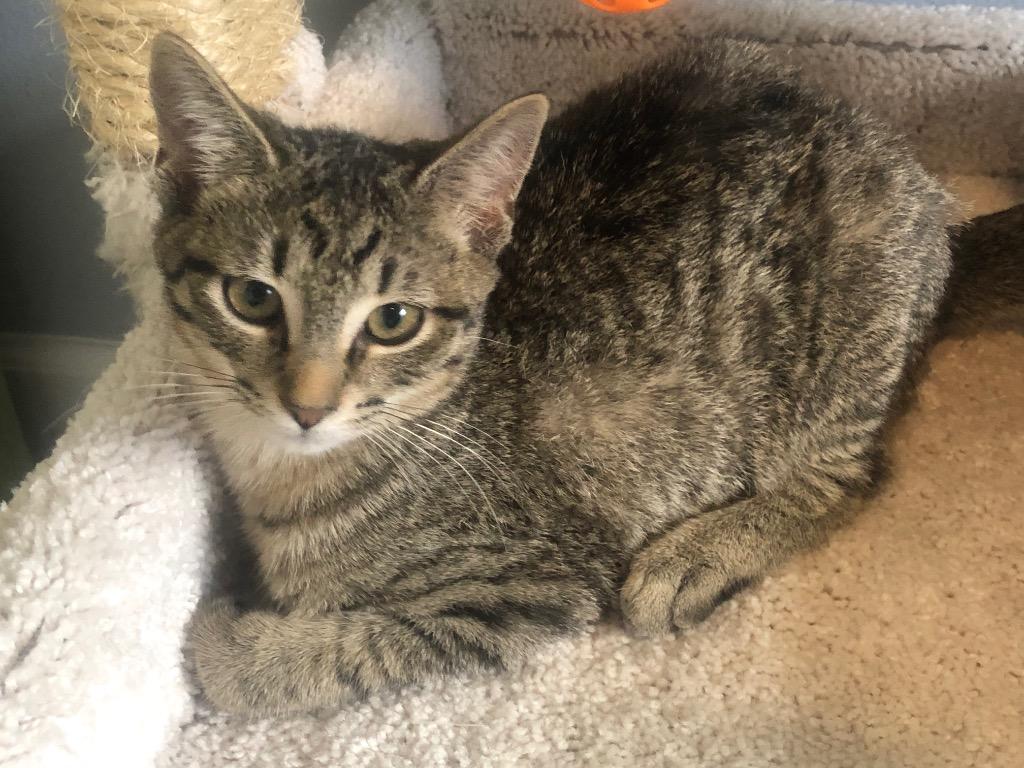 Holly, Adoptable, Kitten Female Domestic Short Hair.