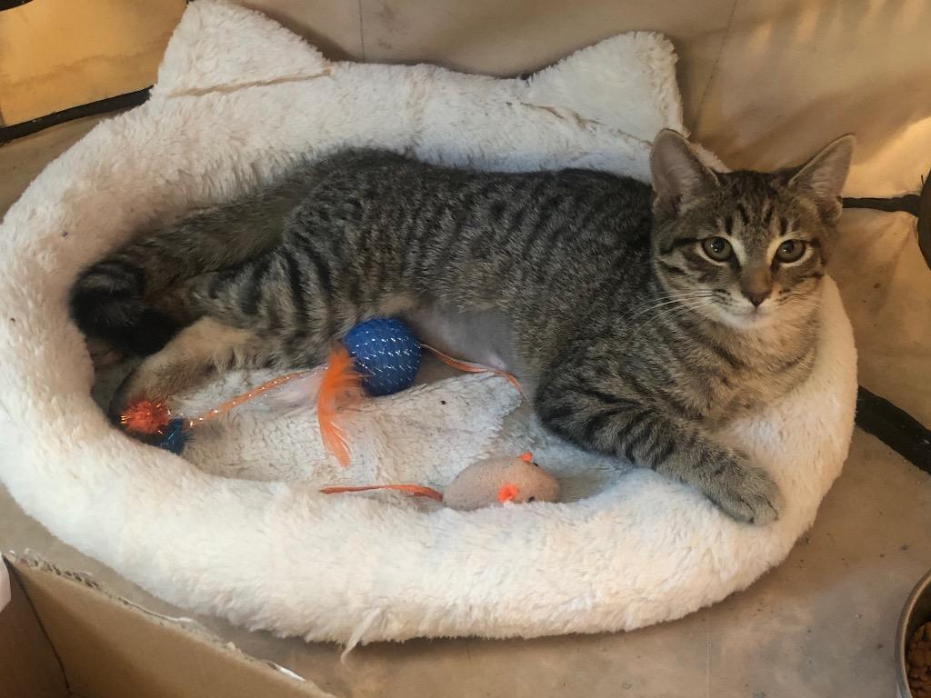 Enlarge Holly, a Adoptable Domestic Short Hair in Fort Myers, FL image 1/1