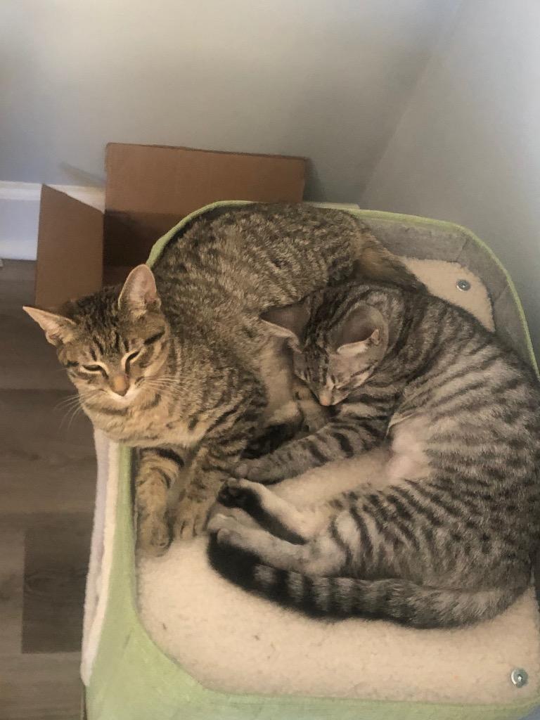 Enlarge Holly, a Adoptable Domestic Short Hair in Fort Myers, FL image 3/6