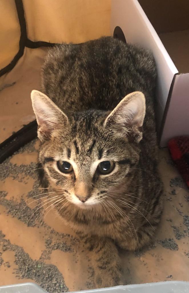 Enlarge Holly, a Adoptable Domestic Short Hair in Fort Myers, FL image 4/6