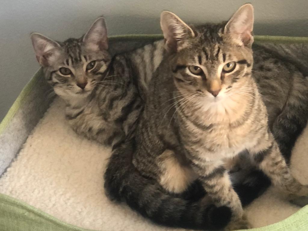 Enlarge Holly, a Adoptable Domestic Short Hair in Fort Myers, FL image 5/6