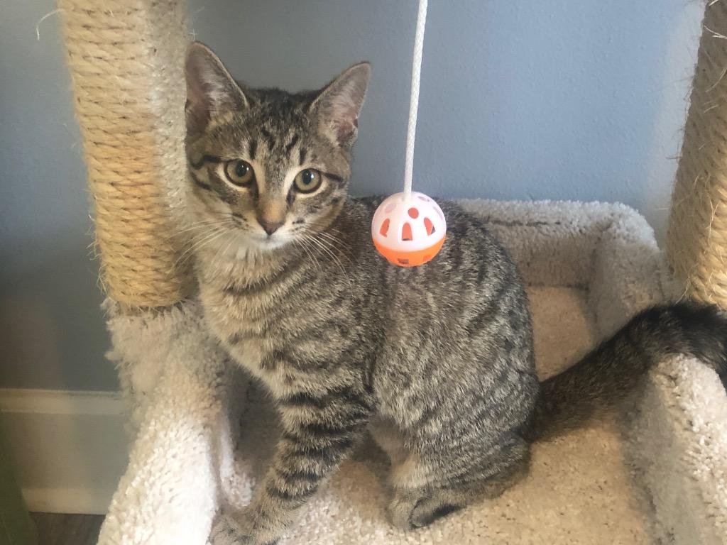 Enlarge Holly, a Adoptable Domestic Short Hair in Fort Myers, FL image 6/6