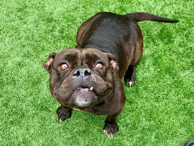 URGENT! SAVE ME PLEASE! CARMELLA #A548987, adopted, Young Female English Bulldog.