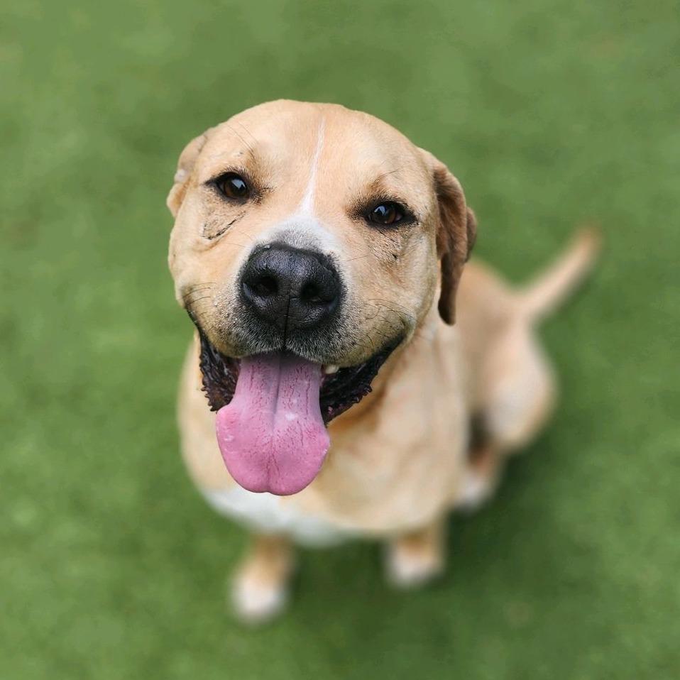 Enlarge Powerade, a Adoptable Mixed Breed in Greensboro, NC image 1/6