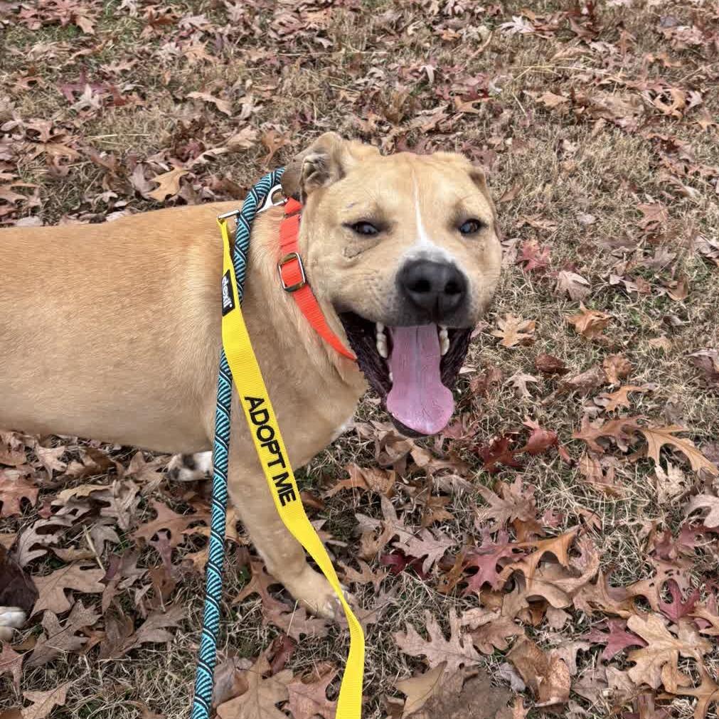 Enlarge Powerade, a Adoptable Mixed Breed in Greensboro, NC image 2/6