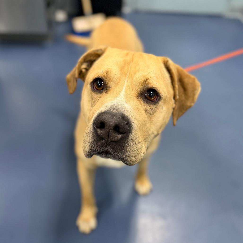 Enlarge Powerade, a Adoptable Mixed Breed in Greensboro, NC image 3/6