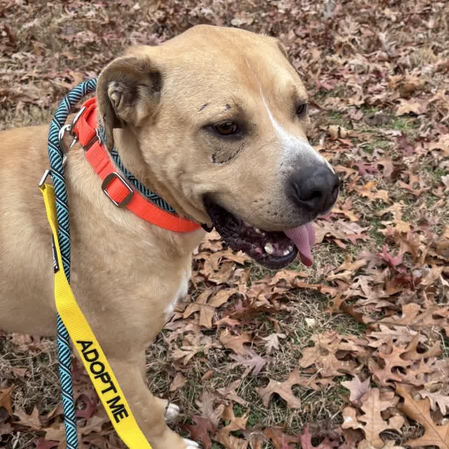 Enlarge Powerade, a Adoptable Mixed Breed in Greensboro, NC image 4/6