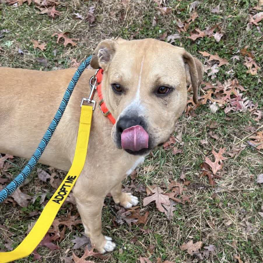 Enlarge Powerade, a Adoptable Mixed Breed in Greensboro, NC image 5/6