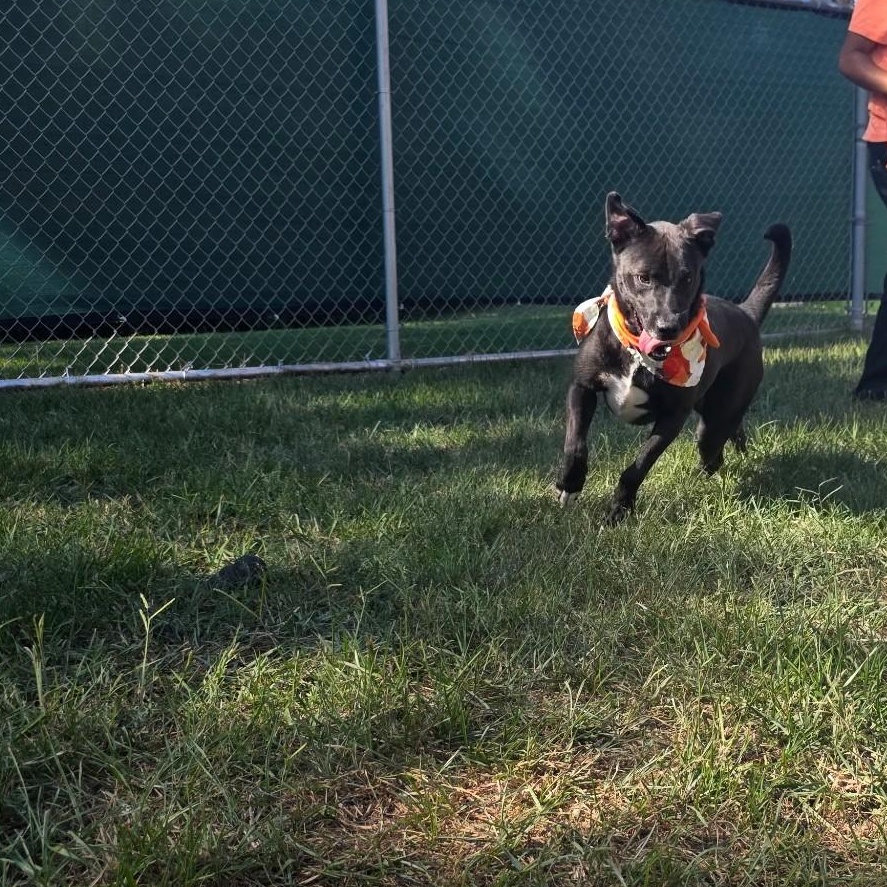 Randall Raisin — thumbnail 5