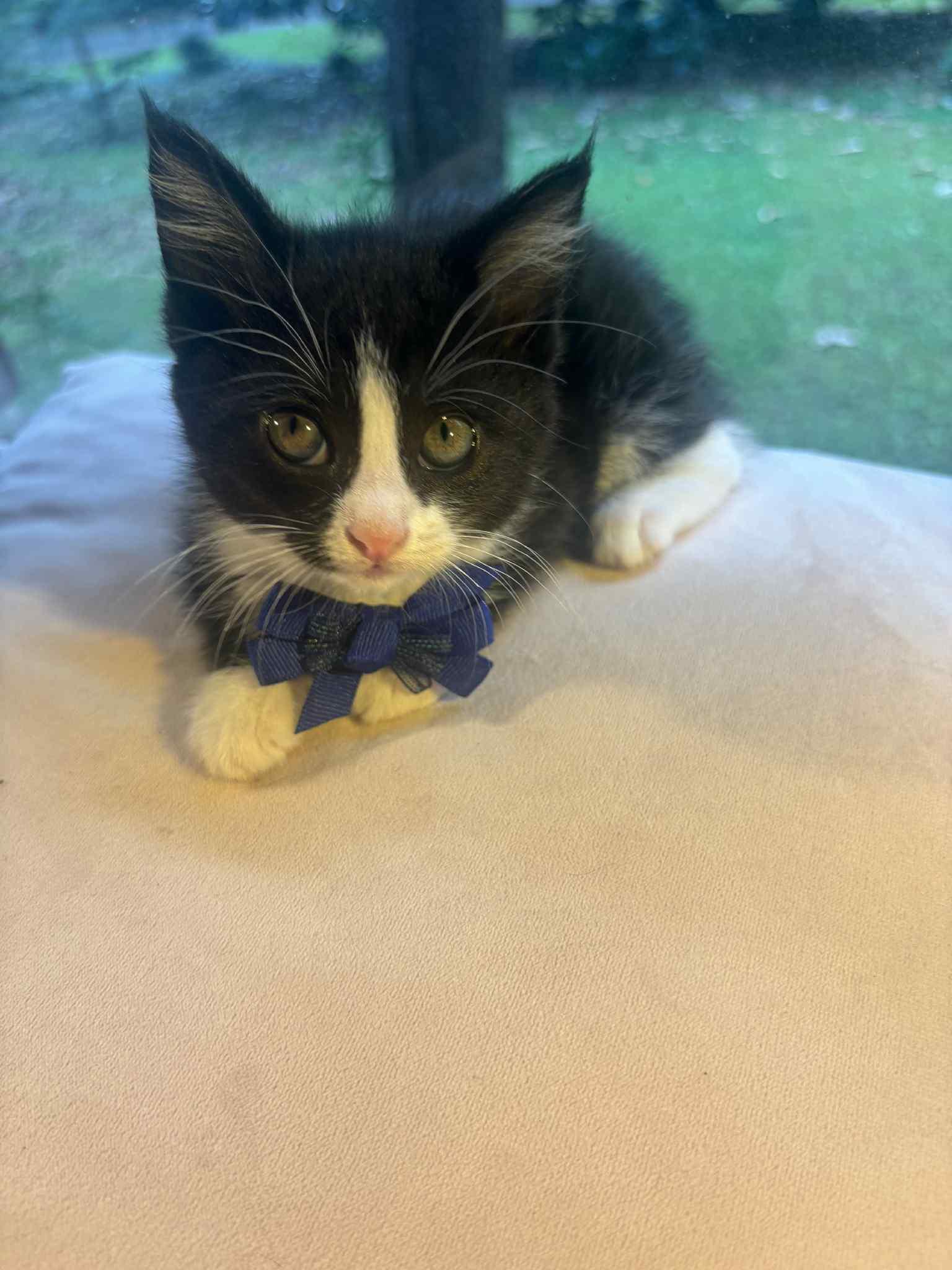 SUZIE, Adoptable, Kitten Female Domestic Short Hair.