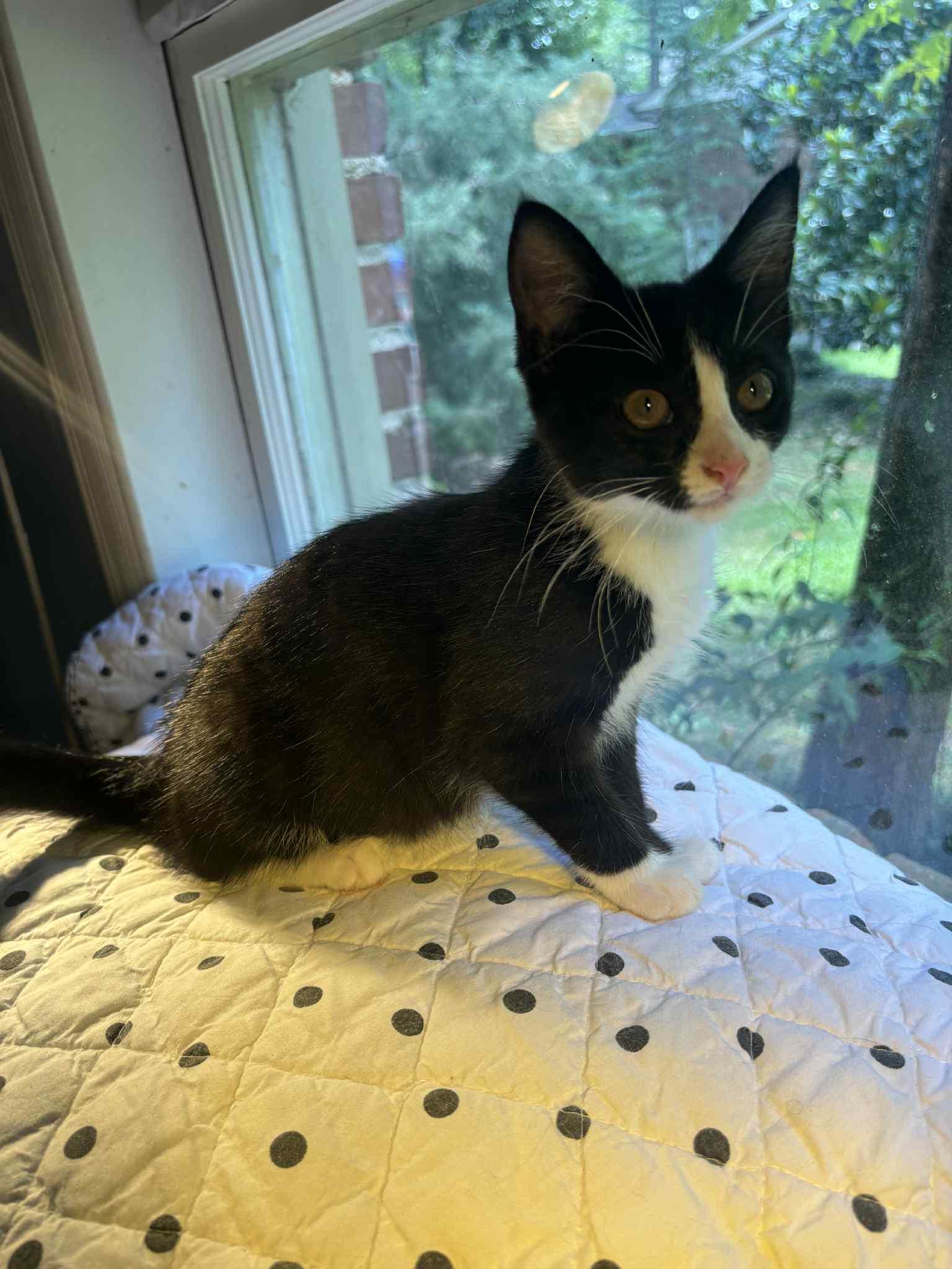 SUZIE, a Adoptable Domestic Short Hair in Powder Springs, GA image 2/2