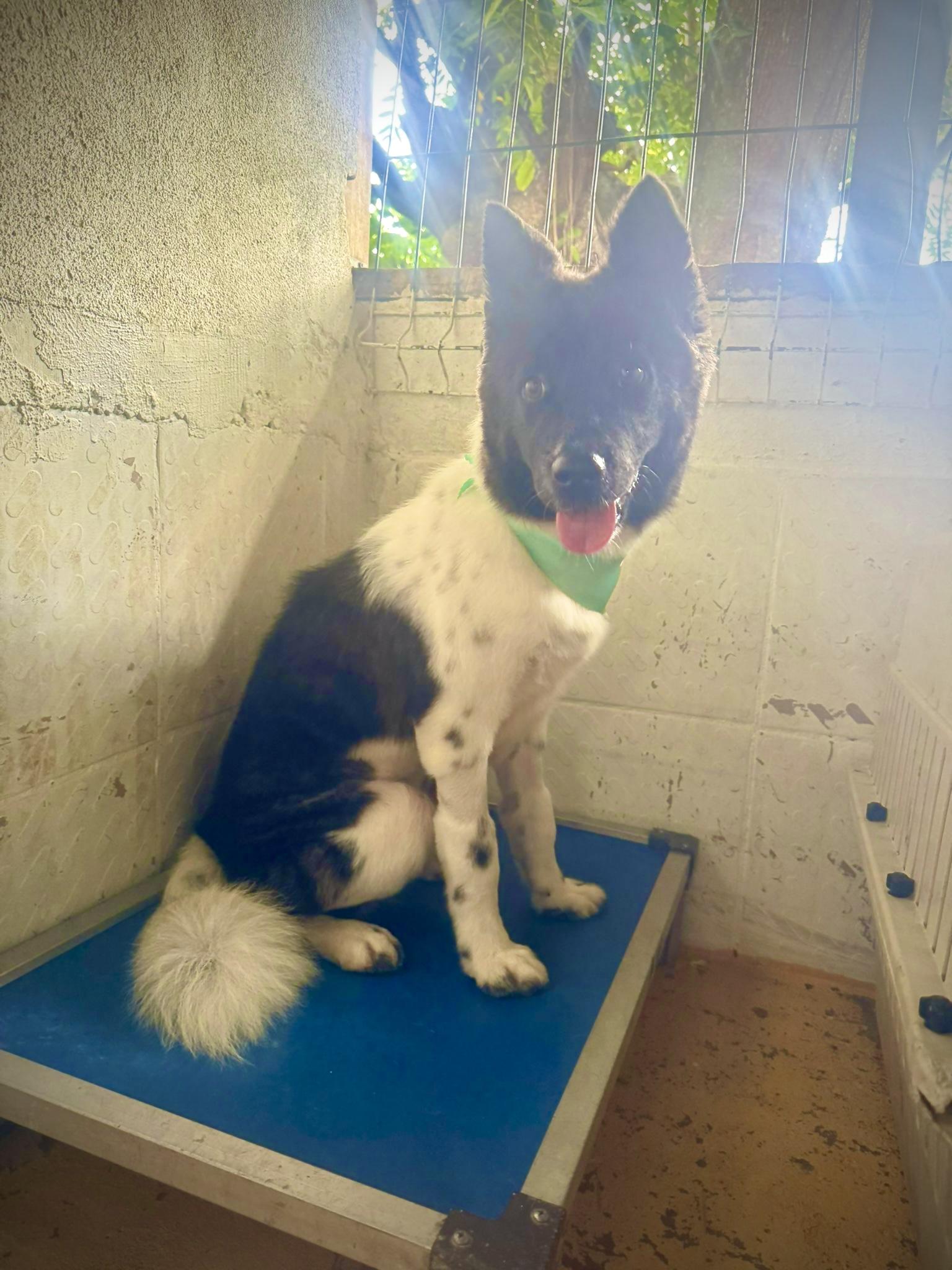 Harbor, Adopted, Young Female Karelian Bear Dog & Akita.