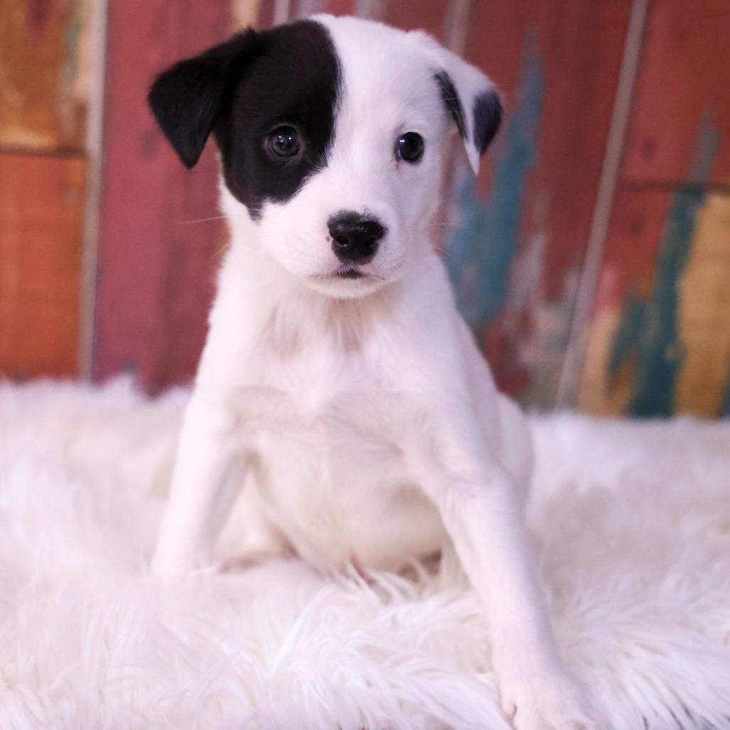 Steel, Adopted, Puppy Male Mixed Breed.