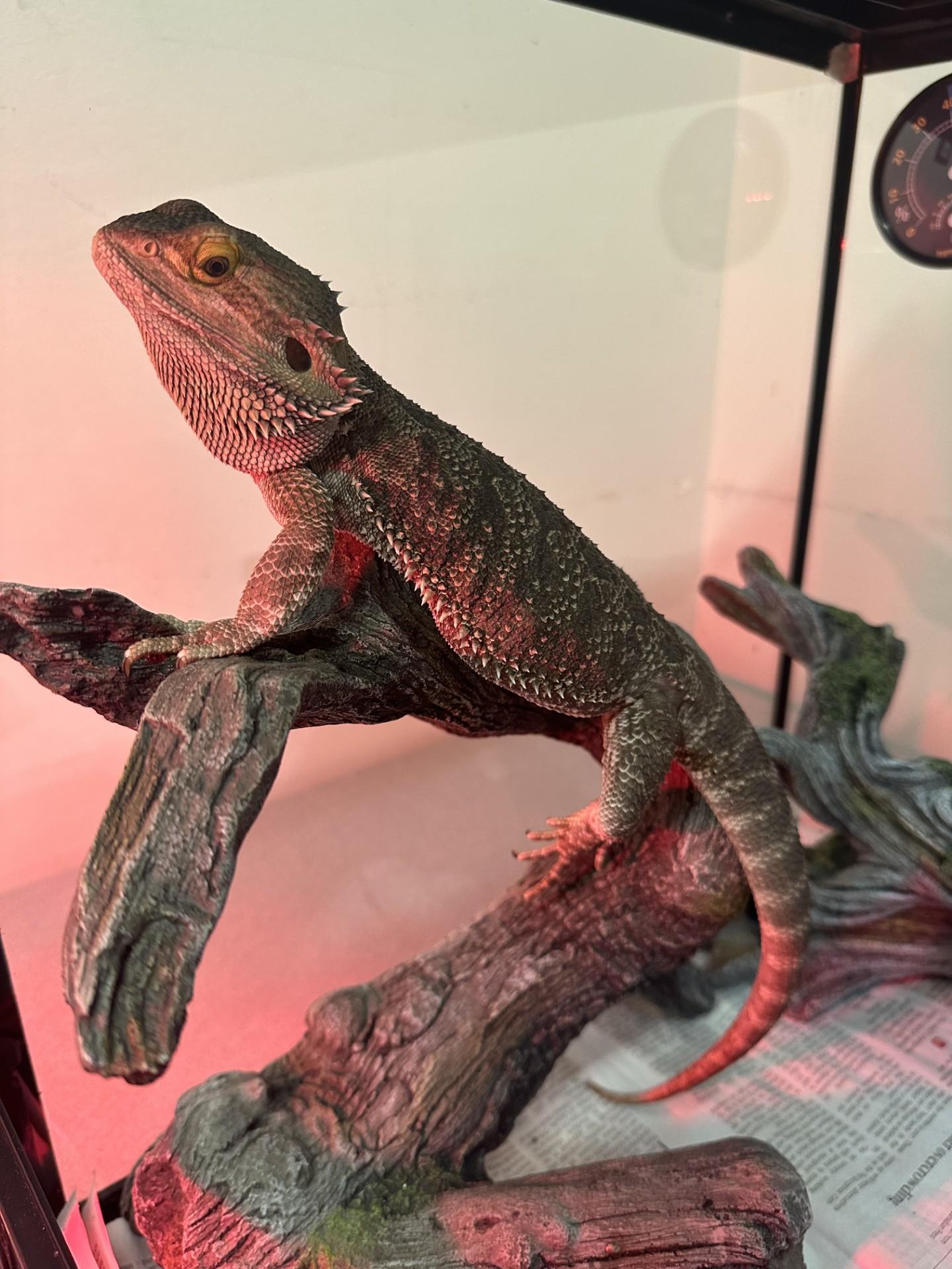 Bowser