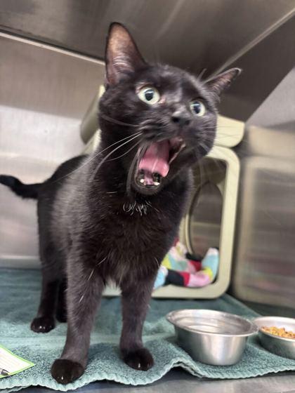 Quarter, Adoptable, Adult Female Domestic Short Hair & Domestic Short Hair.