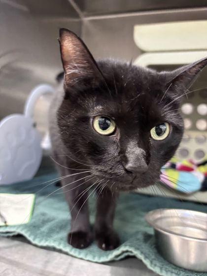 Enlarge Quarter, a Adoptable mixed breed in Lafayette, IN image 2/3