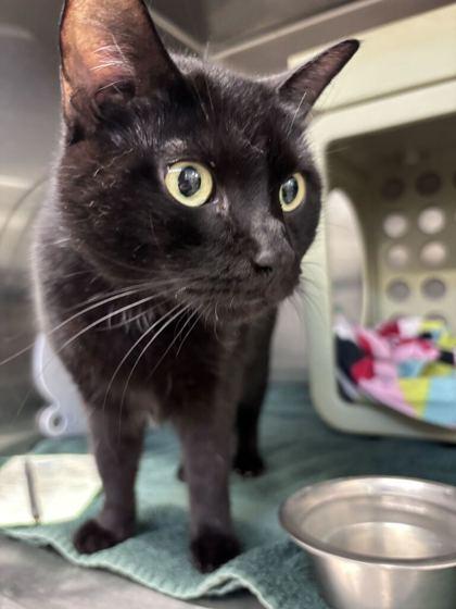 Enlarge Quarter, a Adoptable mixed breed in Lafayette, IN image 3/3