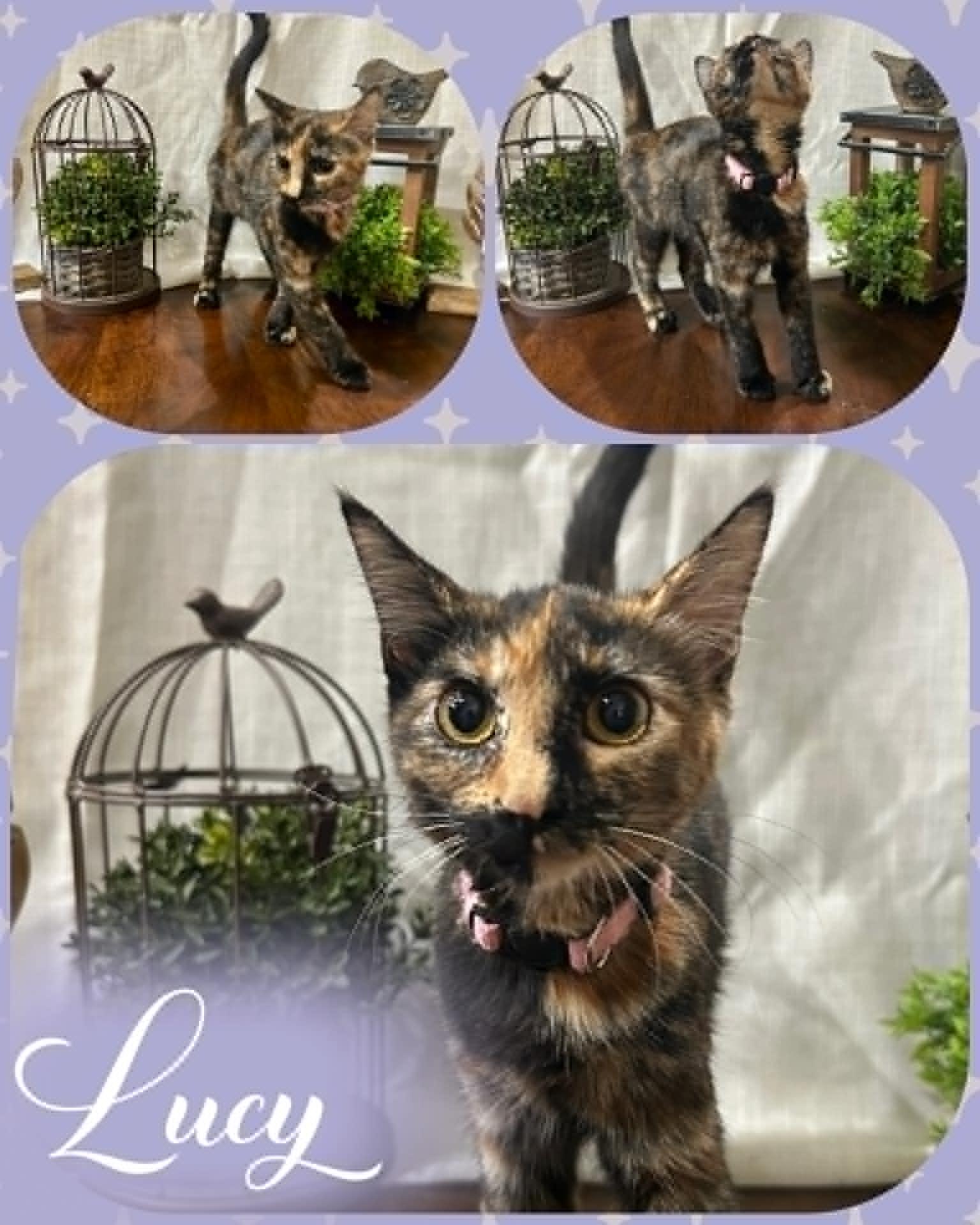 Enlarge Lucy, a Adopted Domestic Short Hair in Mansfield, TX image 1/1