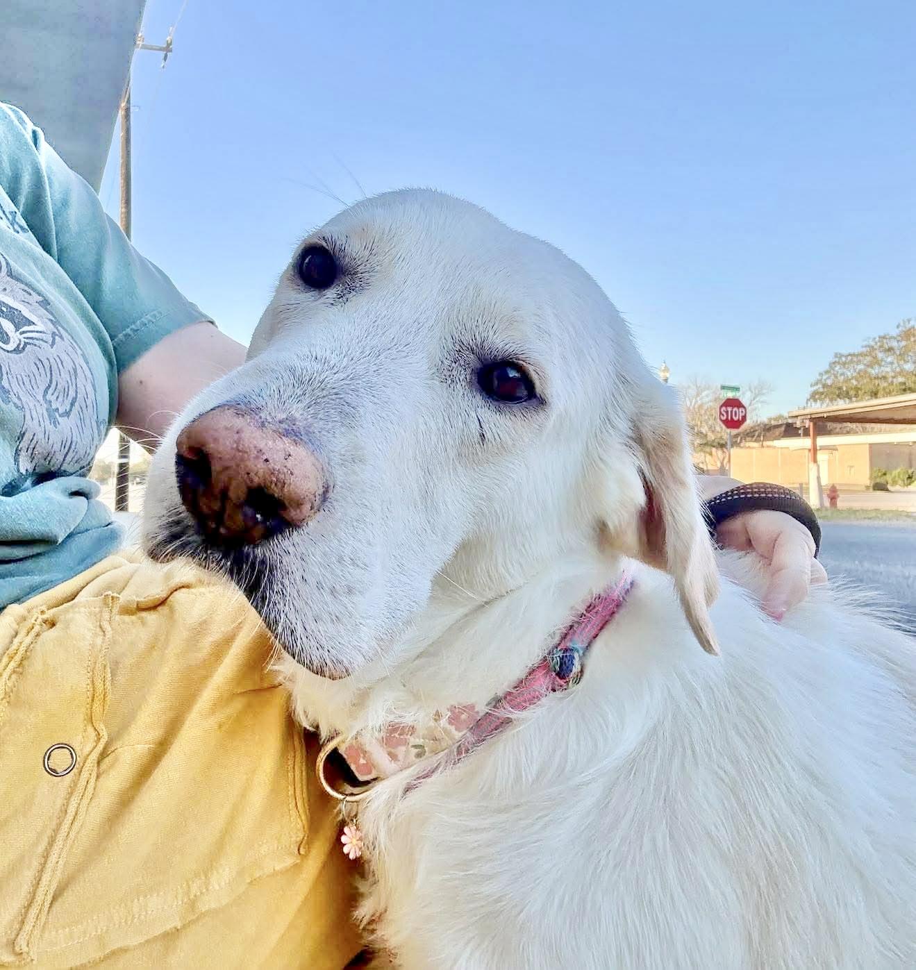 Enlarge Mabel, an adopted mixed breed in DeWitt, NY image 4/6