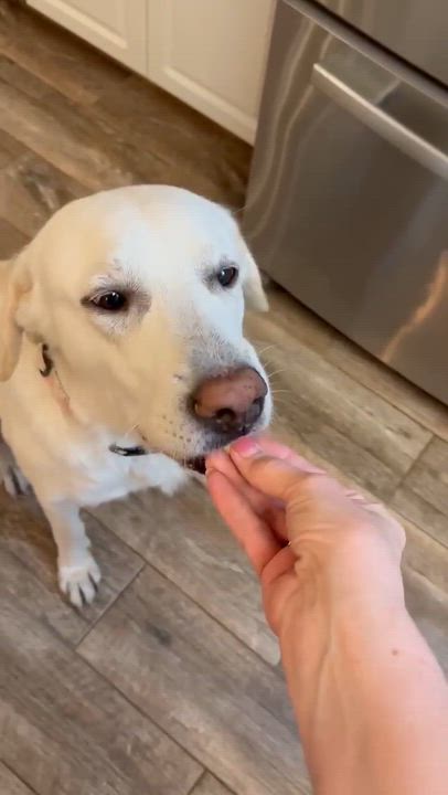 Enlarge Mabel, an adopted mixed breed in DeWitt, NY video 3/6