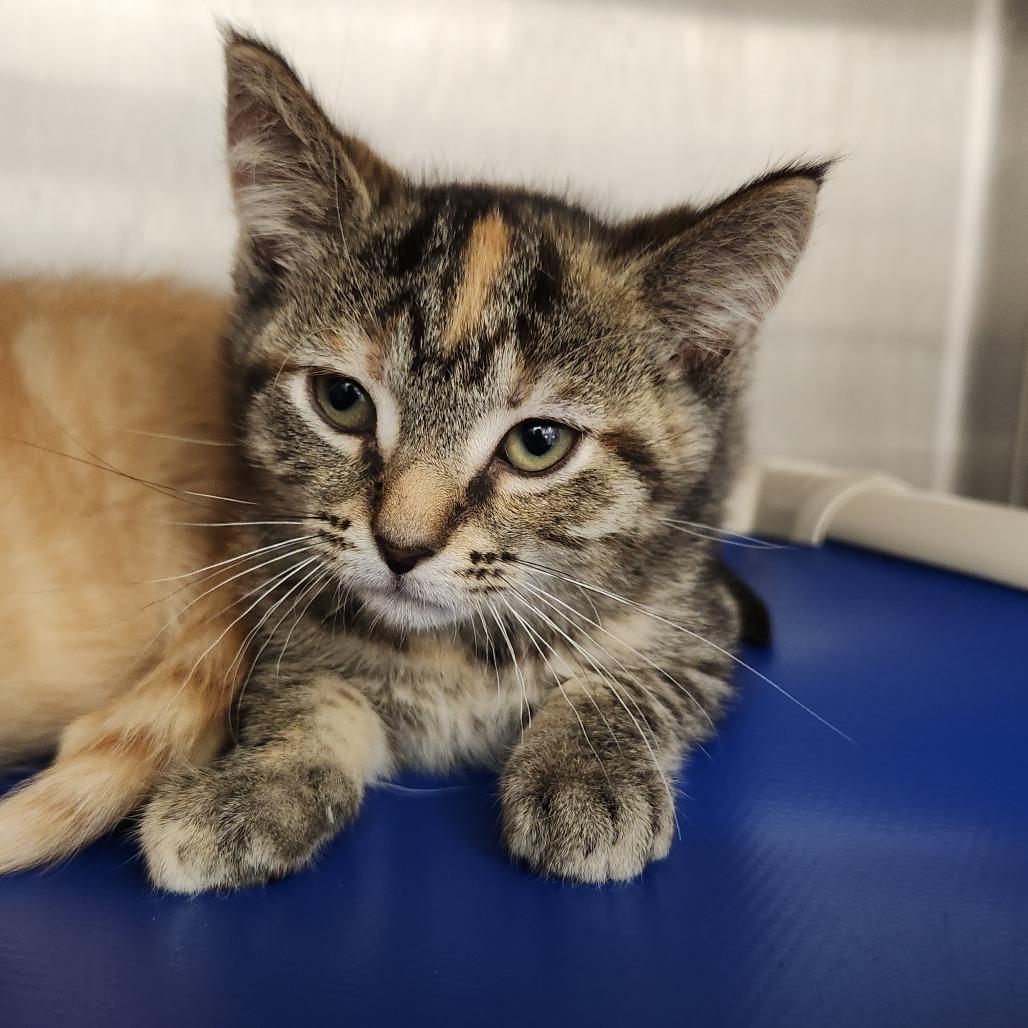 Apache, Adoptable, Kitten Female Domestic Short Hair.